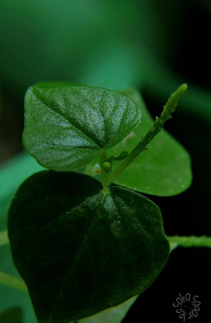 a macro world