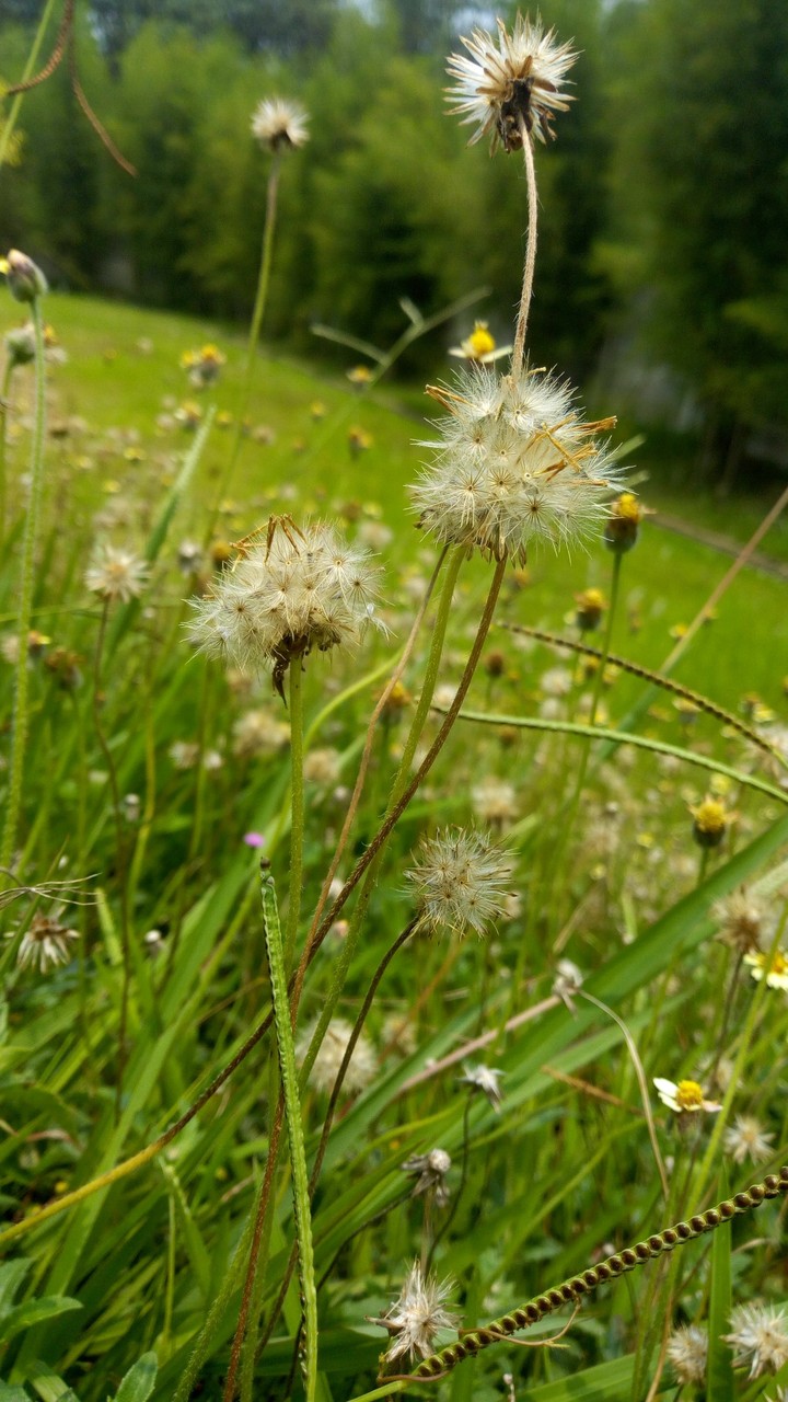 grass