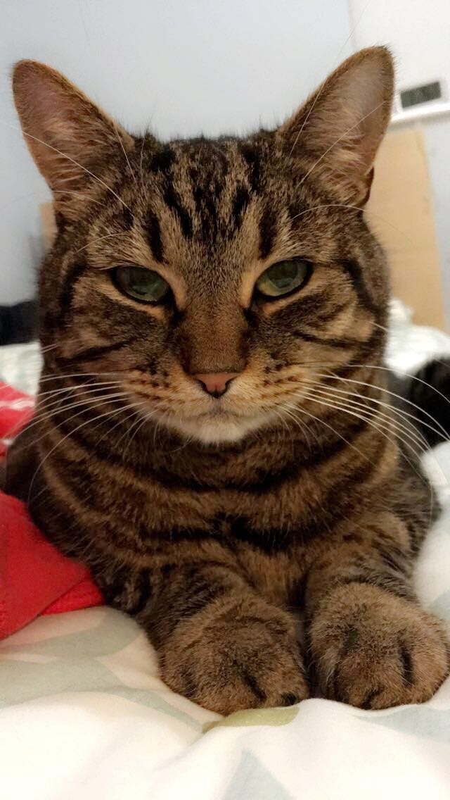Tabby cat