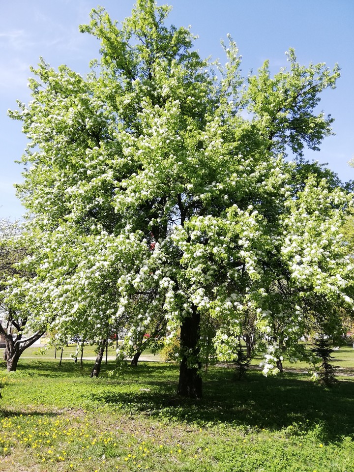 Big tree