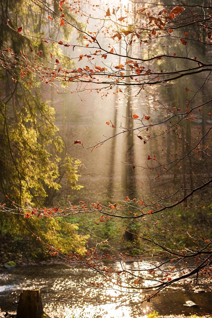 trees