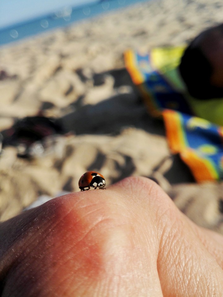 coccinella