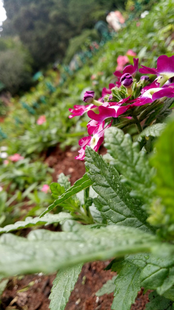 flora ooty