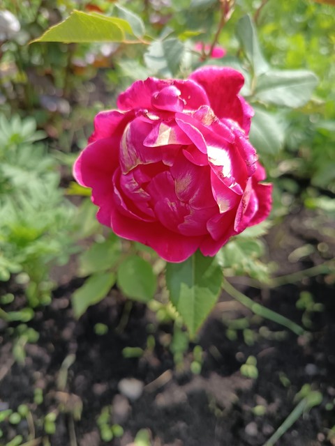 тапети rose, green