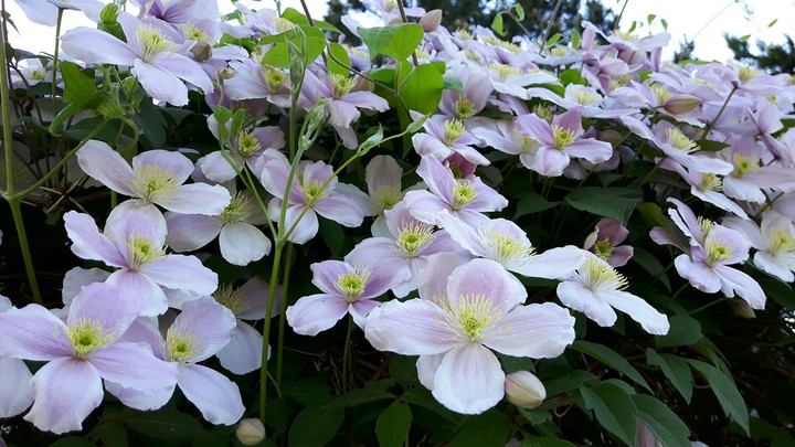 Blüten