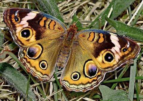 шпалери butterfly, wildlife