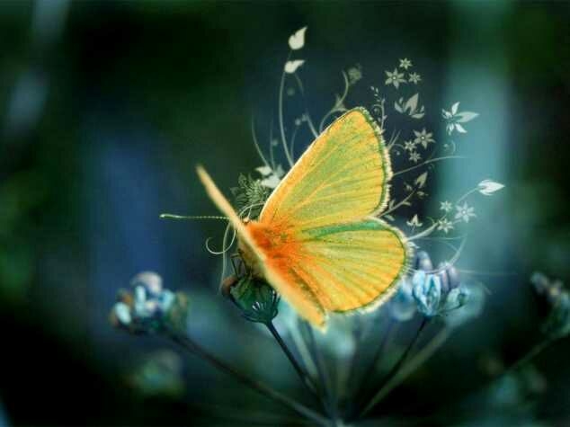 butterfly