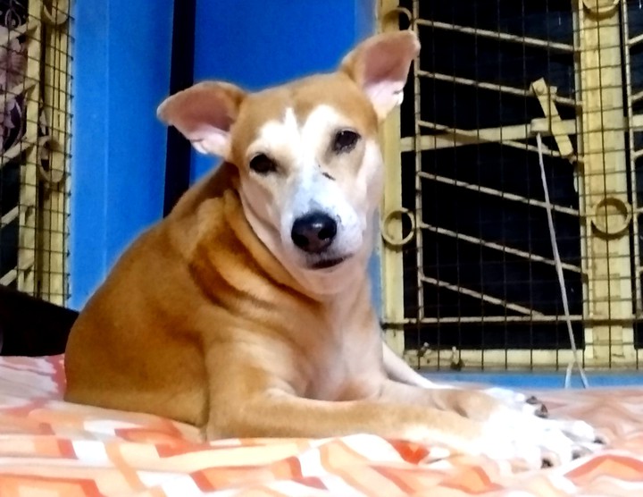 pet