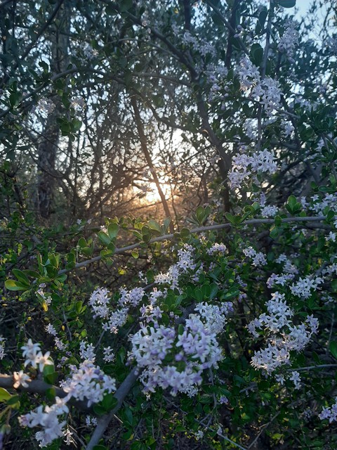 Sunlight shining