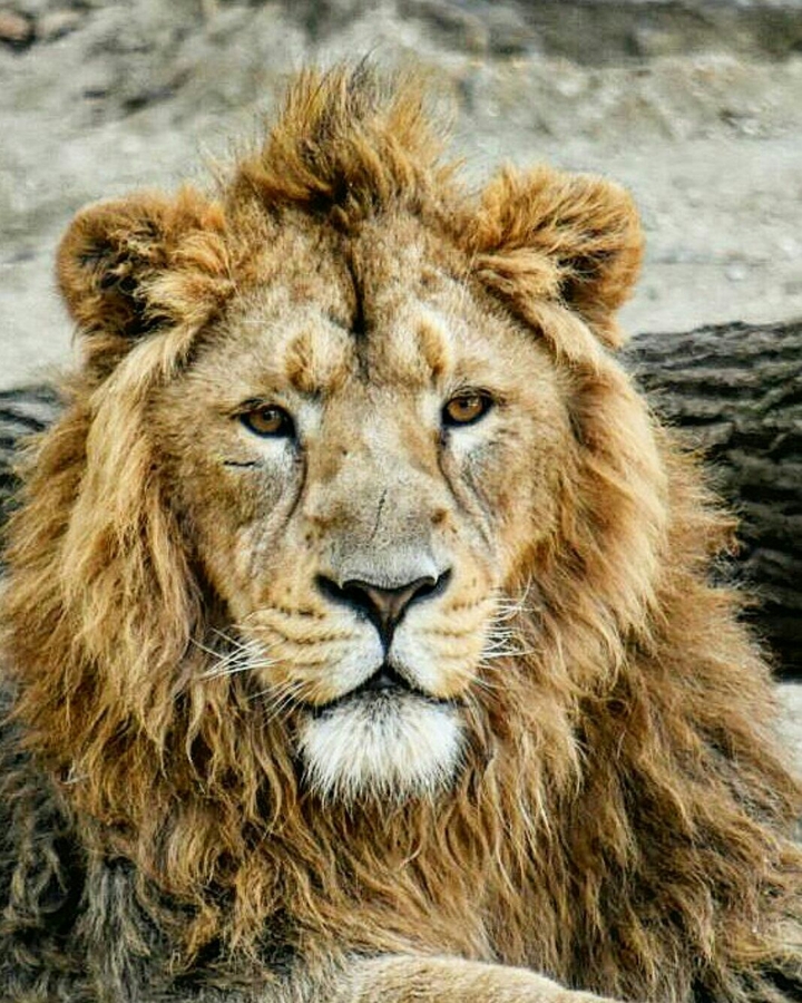 Löwe