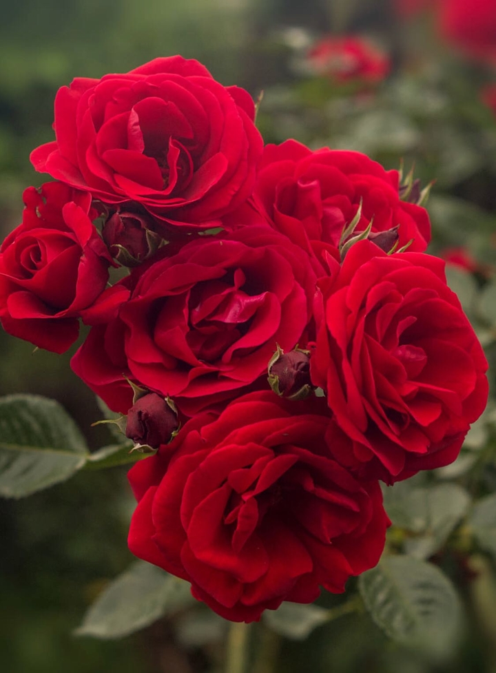 rose bush