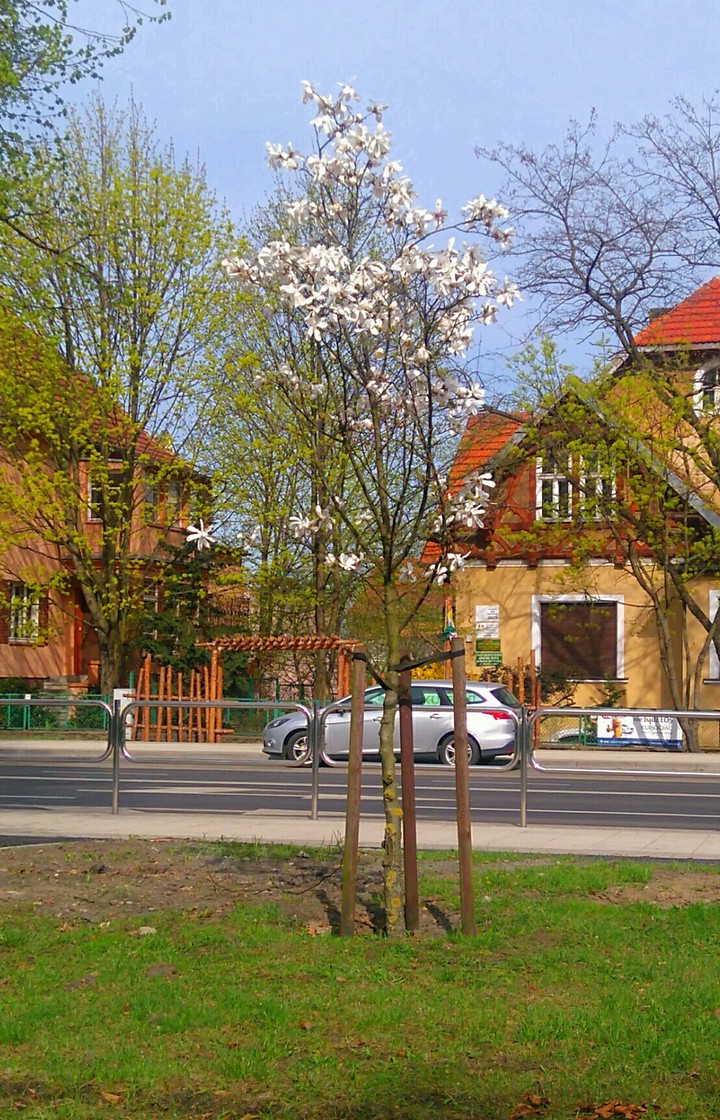 Magnolia