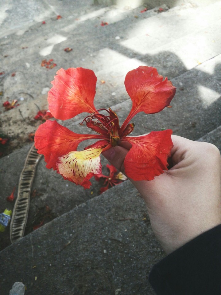 Flower