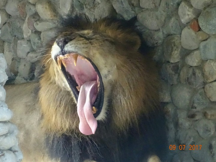 Scary yawns