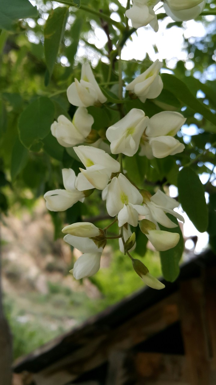 doğa