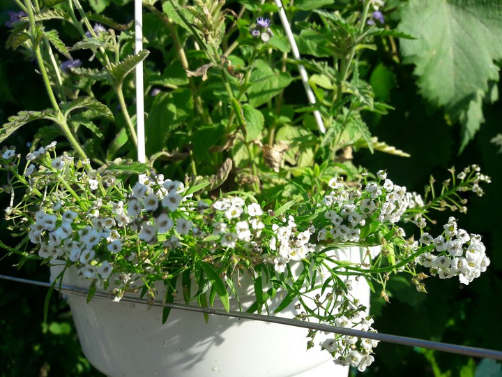 white flowers