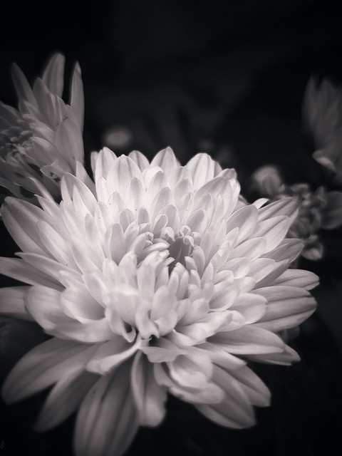 black-white, blackandwhite Hintergrundbilder
