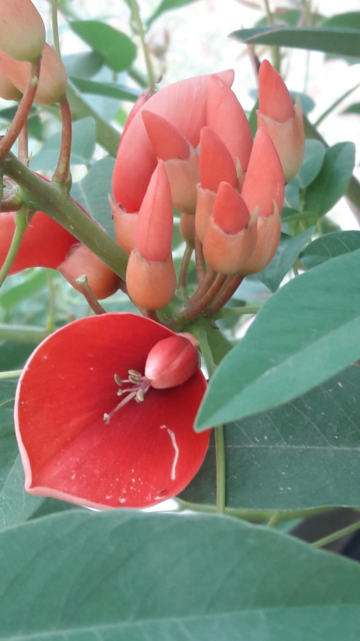 flower