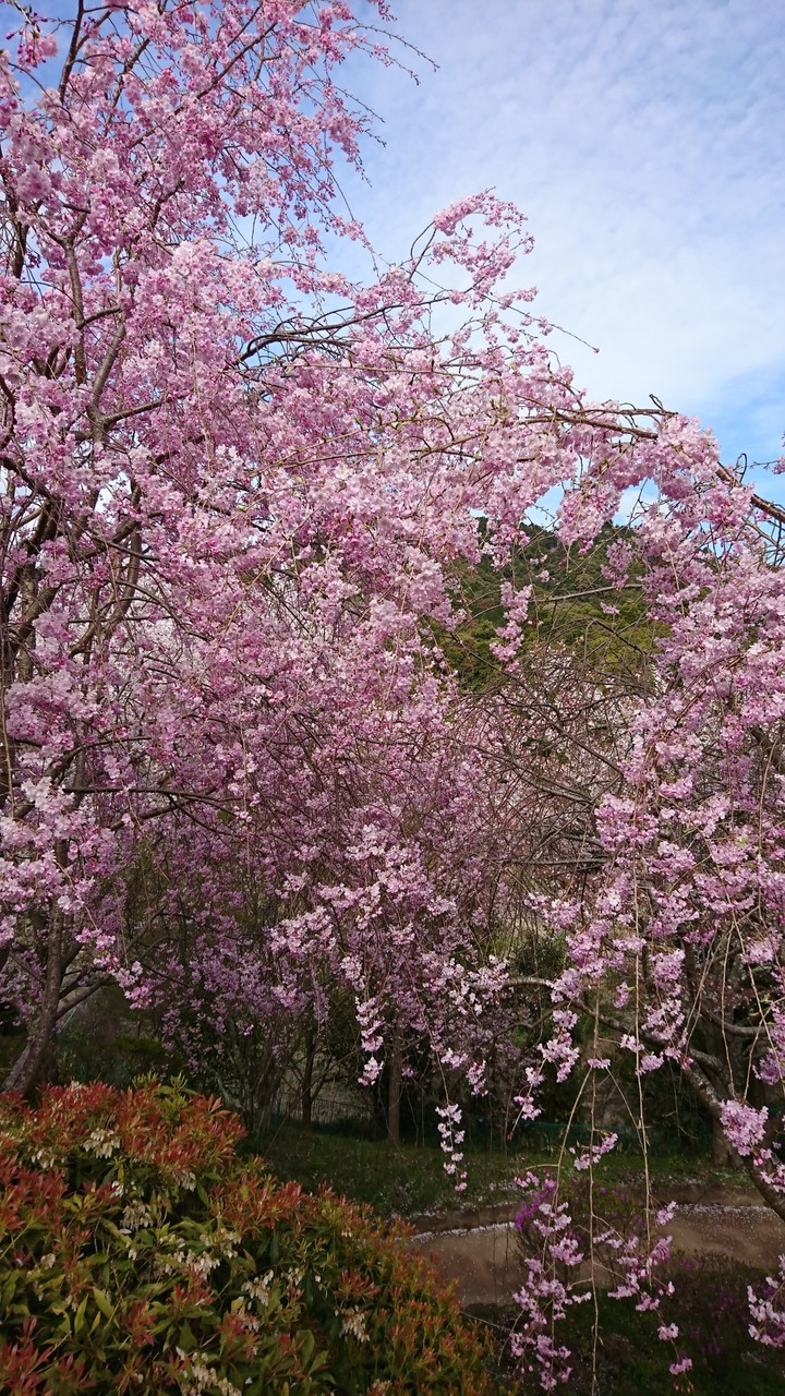 桜