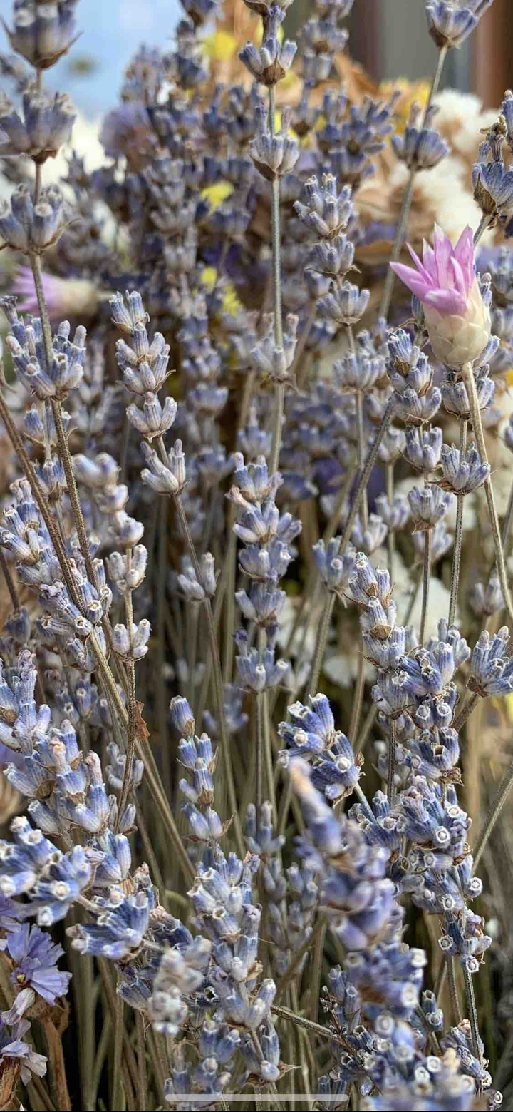 Crimean lavender
