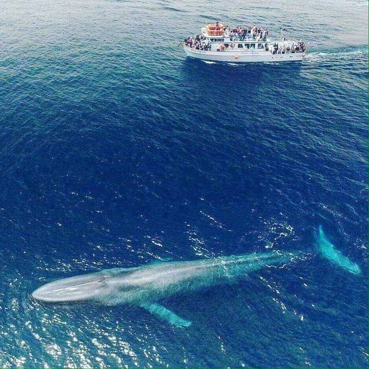 sea