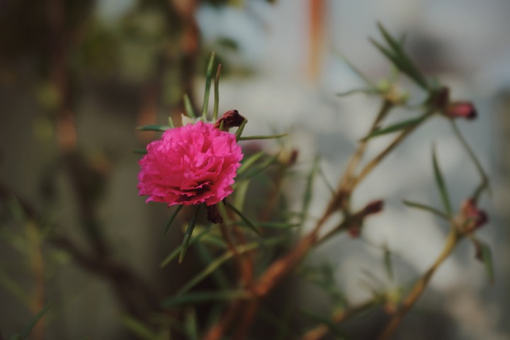 Moss rose