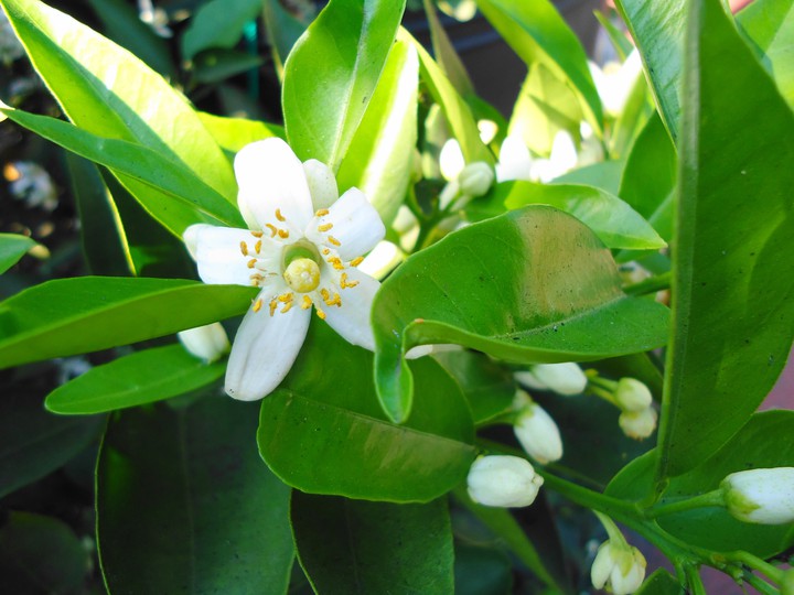 flor de naranjo