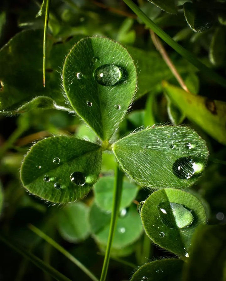clover