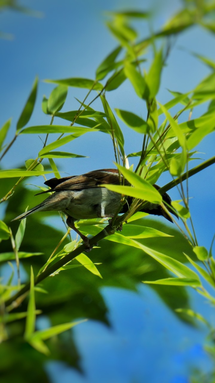 Le petit bird.