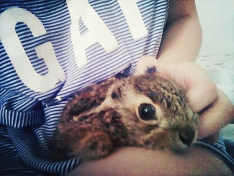 обои snout, fauna