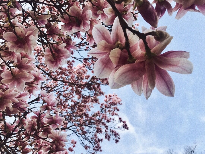 magnolia blossom