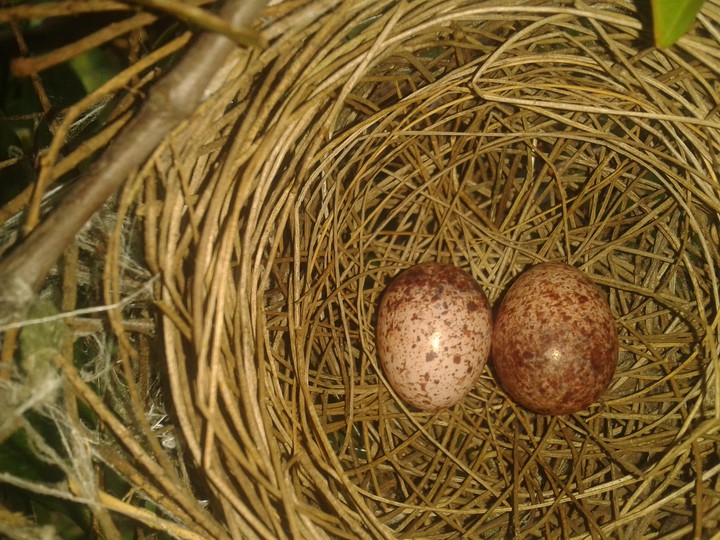 nest