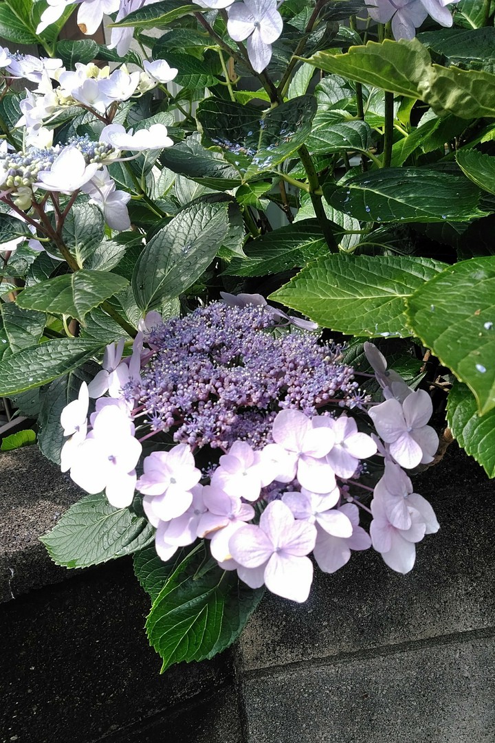 hydrangea