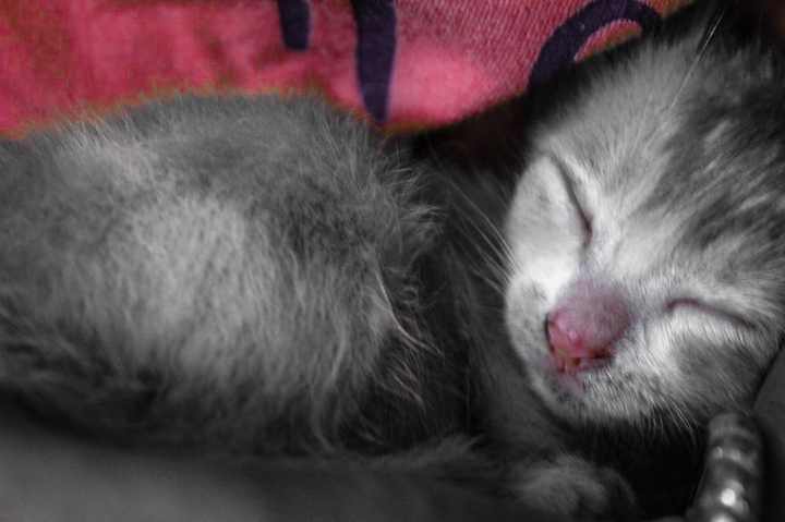 soft kitty