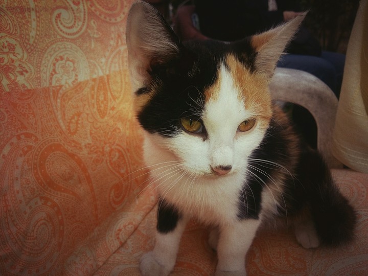 cat