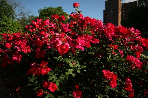 Beautiful Bushes of Flowers