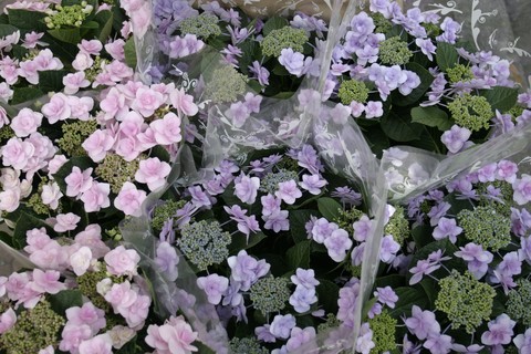 Plant