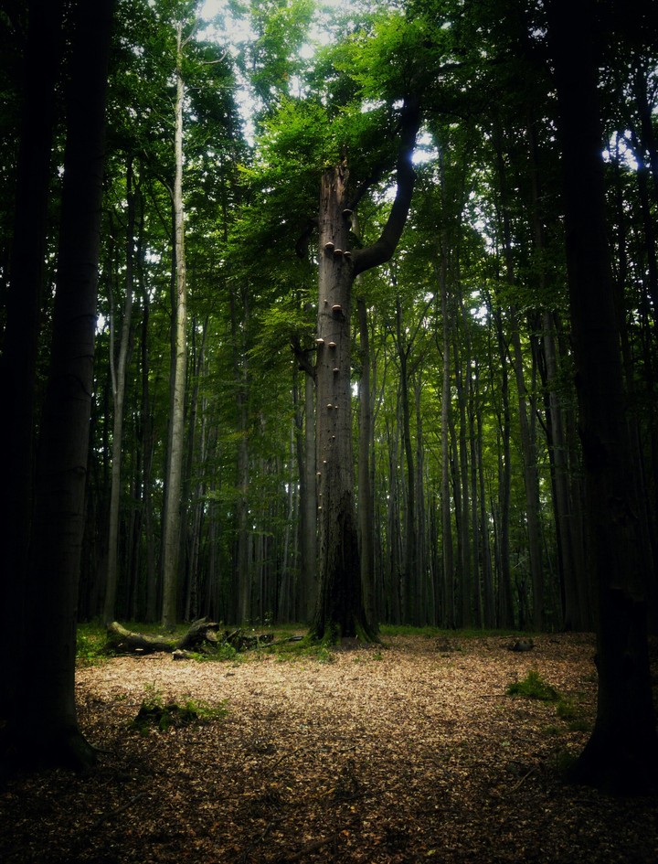 one tree