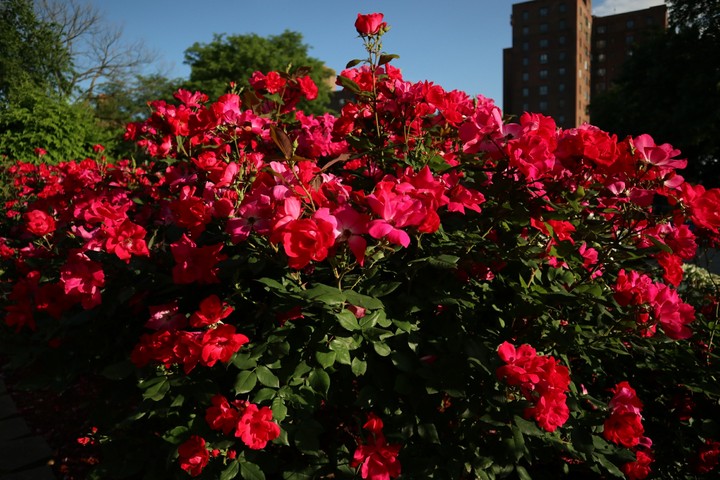 Beautiful Bushes of Flowers
