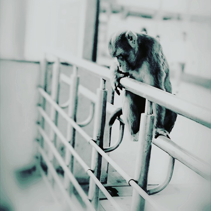 monky