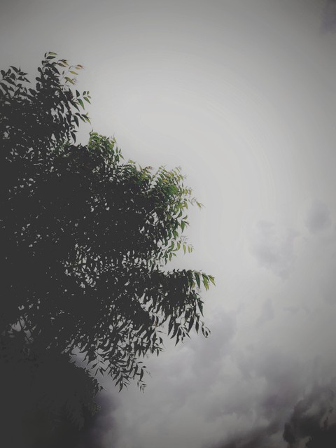 cold weather and neem leaves
