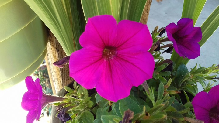Flower