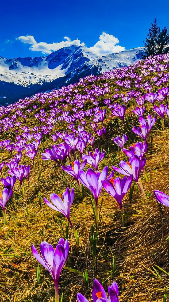Blooms