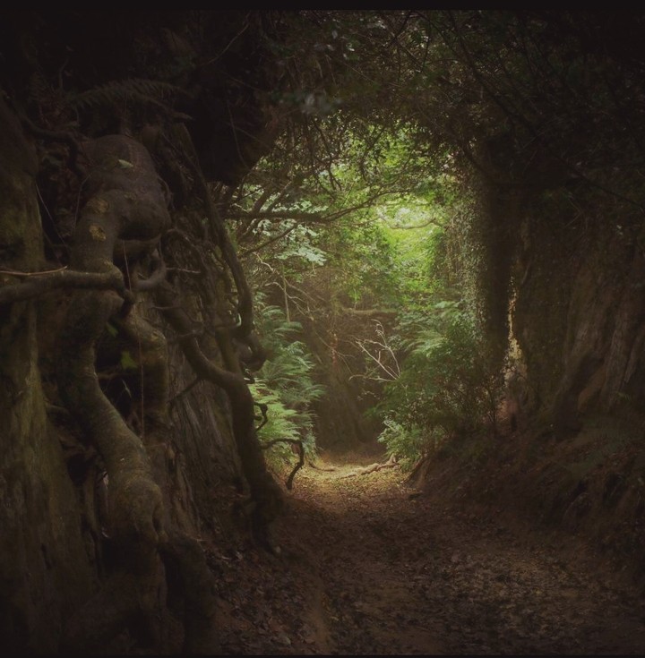 forest