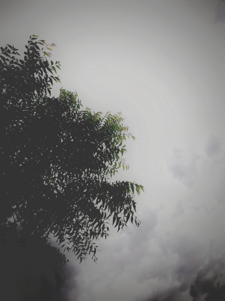 cold weather and neem leaves