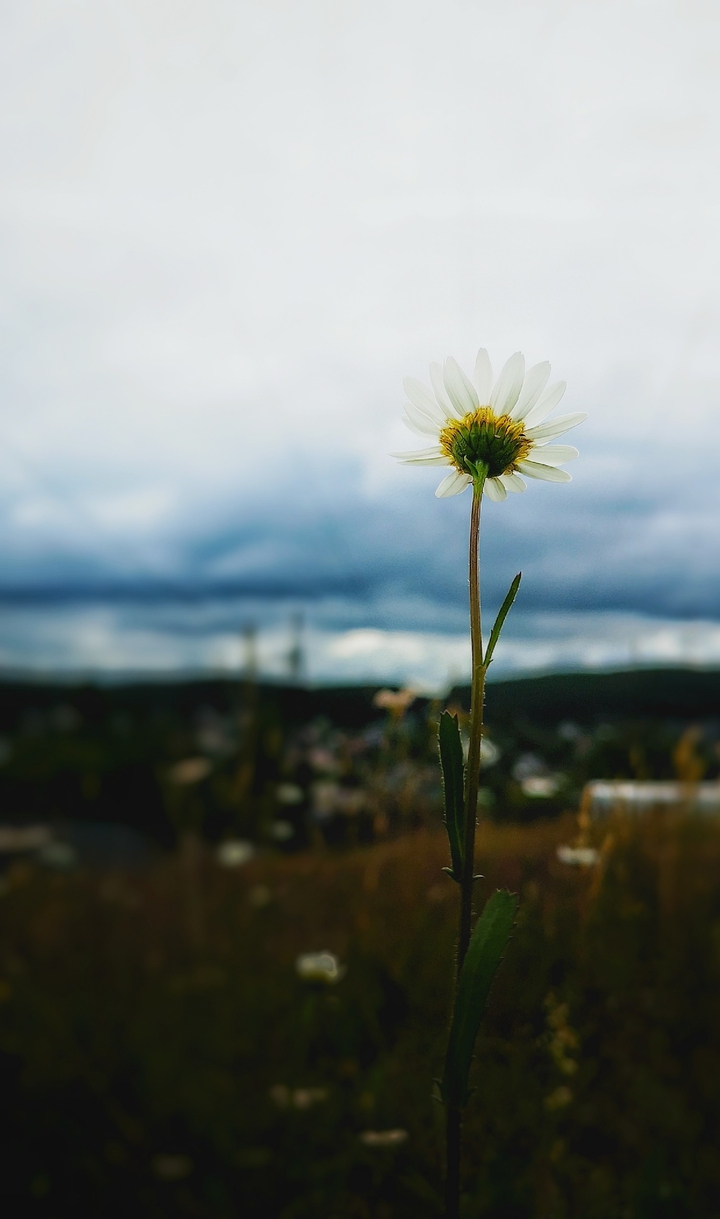 thunder flower