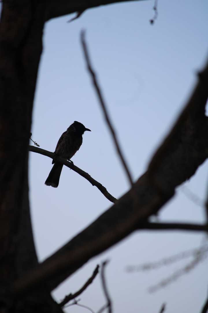 bird