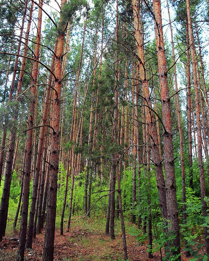 forrest