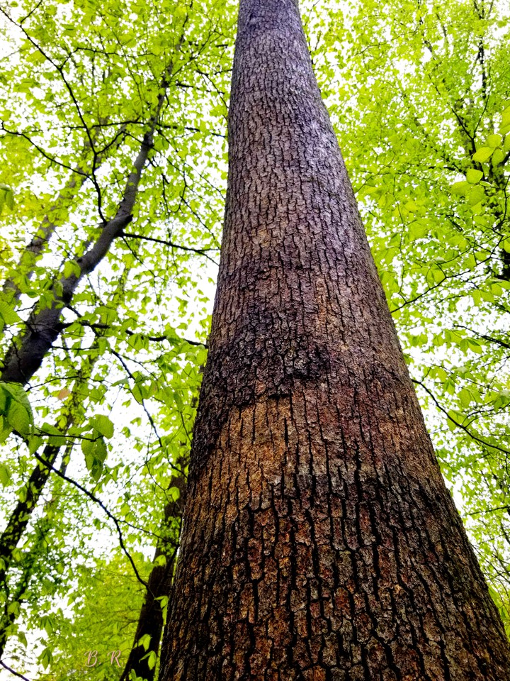 ~Dalmatian Tree~