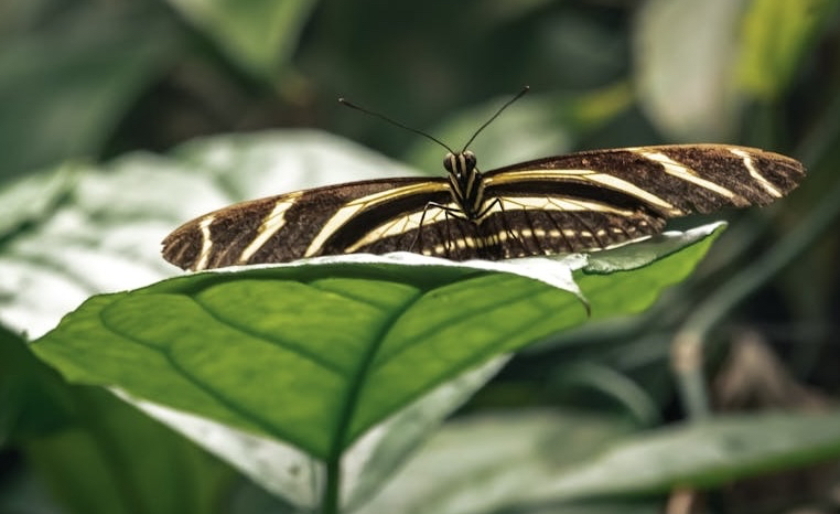 tapety pollinator, insect